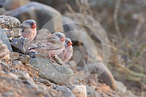 Flog of Trumpeter Finches - Bucanetes githagineus photo