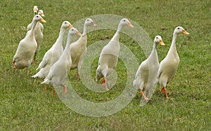 Flog of white ducks photo