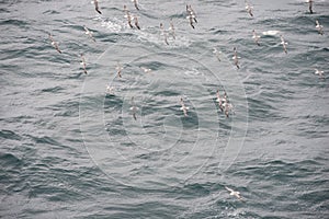 A flok of northern fulmars