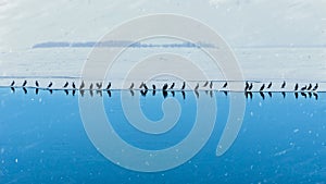 A flolck of birds on the ice.