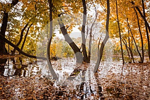 Flood in the autumn forest