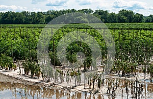 Flood Damaged Tomato Crop