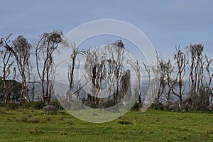 After the flood dead trees near Lake Naivasha. Kenya, Africa