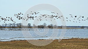 Flood field full goose bird in spring, Lithuania