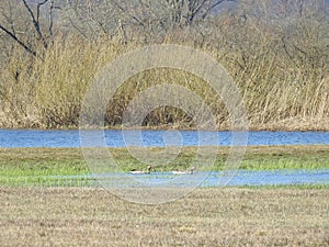 Flood field and goose birds, Lithuania