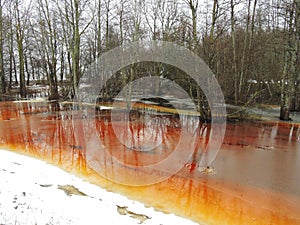 Flood forest in spring, Lithuania