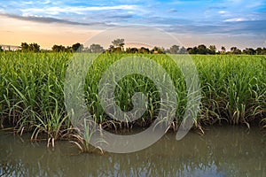 Flood-hit sugarcane farm sugar cane farm in thailand