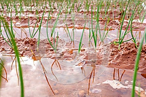 Flood irrigation of a vegetable plantation wasting water