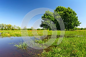 Flood on meadow with trees and grass