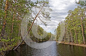 Flood on the Siberian taiga river