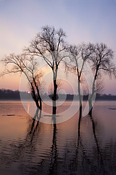 Flood tide trees