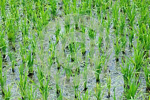 Flood water waterlogged lichen in the rice fields. Fertile wet land in Agriculture filed, Countryside rural view photo
