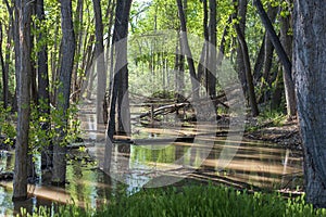 Flood waters from the Colorado River in Woodland