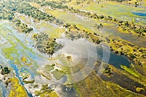 Flooded area of the Okavango Delta in Botswana photo