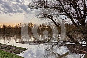 Flooded Altrhein river and riparian forest in Plittersdorf, Germany