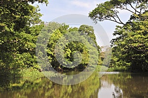 Within the flooded Amazon forest