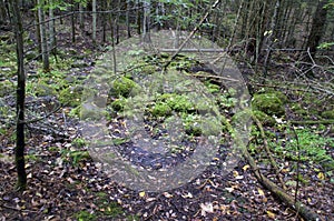 Flooded area of boreal forest on overcast day