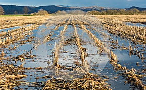 Flooded corn field