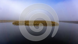 Flooded cornfield in fog