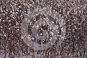 Flooded Cotton Field Crop - Gossypium