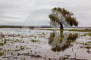 Flooded Cultivation Field After Heavy Rain