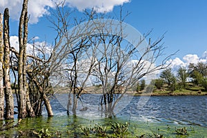 Flooded dead trees