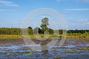 Flooded Dutch polder area next to a dike overgrown with grass