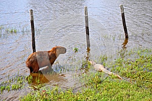 Flooded farm with capibara and cayman, Pantanal, Mato Grosso (Brazil) photo