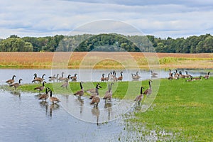 Flooded Farm Field Full of Geese