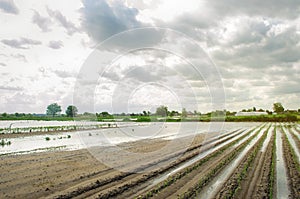 Flooded field as a result of heavy rain. Flood on the farm. Natural disaster and crop loss risks. Agriculture and farming. Ukraine