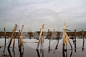 Flooded field on dreary day photo
