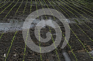 Flooded field of row crop