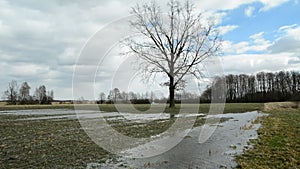 A flooded field and a swaying tree from the wind, No sound