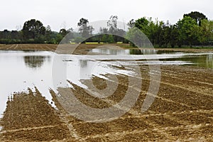 Flooded fields