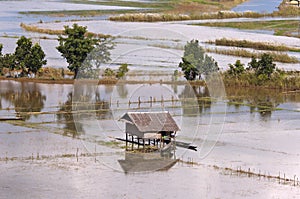 Flooded fields around Inle lake ( during monsoon