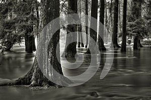 Flooded forest
