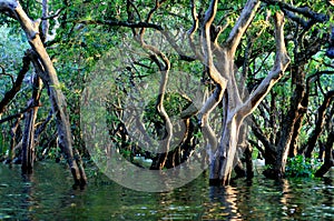 Inundado Bosque 