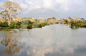 Flooded forest