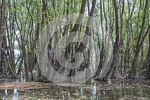 Flooded forest