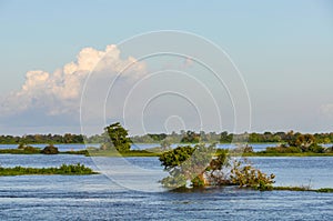 Flooded forest on the Amazon River, Brazil