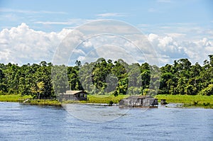 Flooded forest on the Amazon River, Brazil