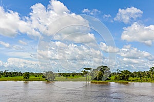 Flooded forest on the Amazon River, Brazil