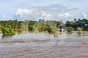 Flooded forest on the Amazon River, Brazil