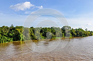 Flooded forest on the Amazon River, Brazil