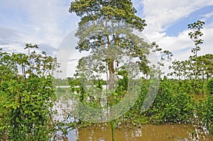 Flooded Forest during High Water in the Amazon