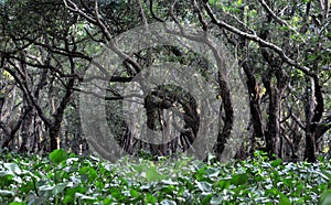 Flooded forest of mangrove trees