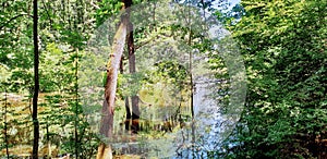 Flooded Forest And Meadow