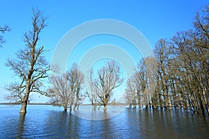 Flooded forest in Nature Park Lonjsko polje, Croatia