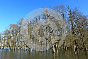 Flooded forest in Nature Park Lonjsko polje, Croatia