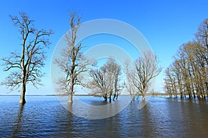 Flooded forest in Nature Park Lonjsko polje, Croatia